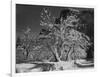 Trees With Snow On Branches "Half Dome Apple Orchard Yosemite" California. April 1933. 1933-Ansel Adams-Framed Art Print