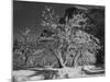 Trees With Snow On Branches "Half Dome Apple Orchard Yosemite" California. April 1933. 1933-Ansel Adams-Mounted Art Print