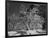 Trees With Snow On Branches "Half Dome Apple Orchard Yosemite" California. April 1933. 1933-Ansel Adams-Framed Art Print