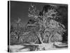 Trees With Snow On Branches "Half Dome Apple Orchard Yosemite" California. April 1933. 1933-Ansel Adams-Stretched Canvas