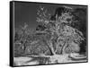 Trees With Snow On Branches "Half Dome Apple Orchard Yosemite" California. April 1933. 1933-Ansel Adams-Framed Stretched Canvas