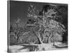 Trees With Snow On Branches "Half Dome Apple Orchard Yosemite" California. April 1933. 1933-Ansel Adams-Stretched Canvas