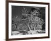 Trees With Snow On Branches "Half Dome Apple Orchard Yosemite" California. April 1933. 1933-Ansel Adams-Framed Art Print