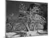 Trees With Snow On Branches "Half Dome Apple Orchard Yosemite" California. April 1933. 1933-Ansel Adams-Mounted Art Print