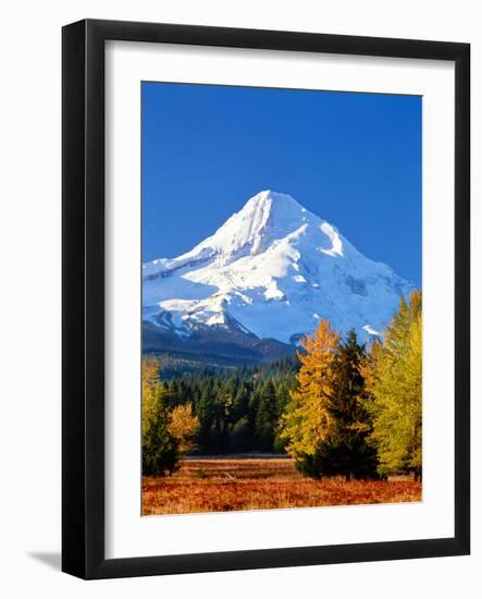 Trees with snowcapped mountain range in the background, Mt Hood, Upper Hood River Valley, Hood R...-null-Framed Photographic Print