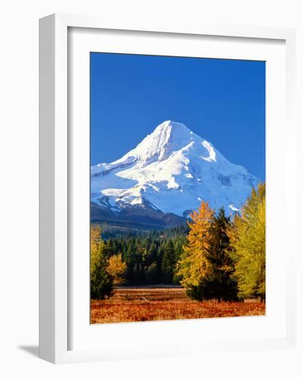 Trees with snowcapped mountain range in the background, Mt Hood, Upper Hood River Valley, Hood R...-null-Framed Photographic Print