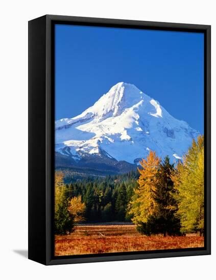 Trees with snowcapped mountain range in the background, Mt Hood, Upper Hood River Valley, Hood R...-null-Framed Stretched Canvas