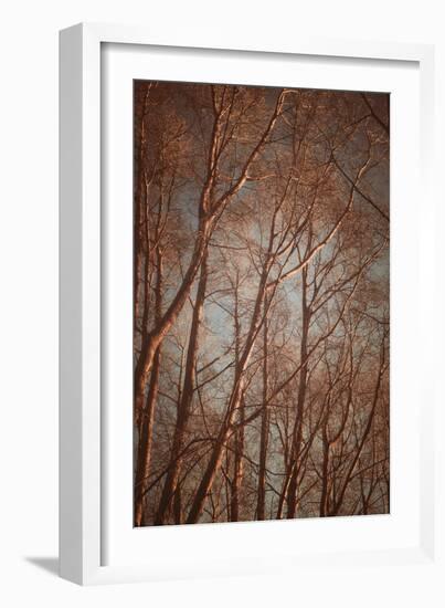 Trees with Sunlight-Steve Allsopp-Framed Photographic Print