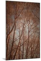 Trees with Sunlight-Steve Allsopp-Mounted Photographic Print