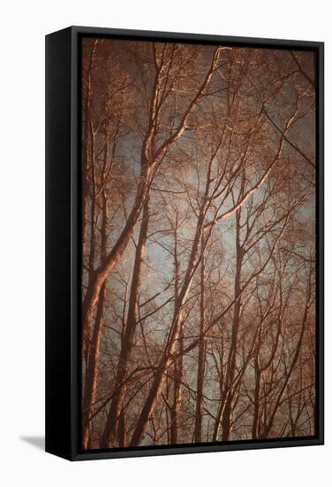 Trees with Sunlight-Steve Allsopp-Framed Stretched Canvas