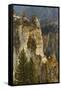 Trees within Grand Canyon of Yellowstone, Yellowstone National Park, Wyoming-Adam Jones-Framed Stretched Canvas