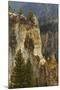 Trees within Grand Canyon of Yellowstone, Yellowstone National Park, Wyoming-Adam Jones-Mounted Premium Photographic Print