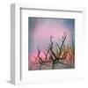 Trees-Claire Westwood-Framed Art Print