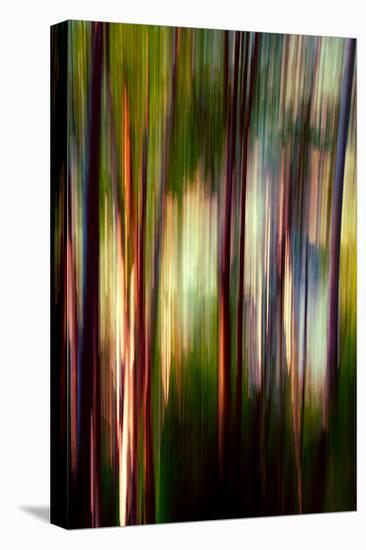 Trees-Ursula Abresch-Stretched Canvas