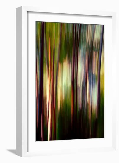 Trees-Ursula Abresch-Framed Photographic Print