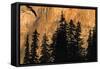 Trees-null-Framed Stretched Canvas