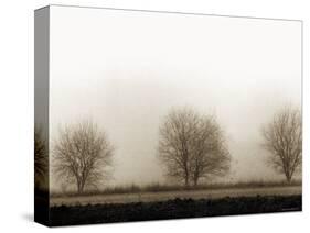 Trees-Monika Brand-Stretched Canvas