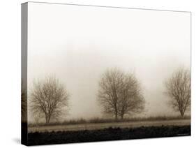 Trees-Monika Brand-Stretched Canvas