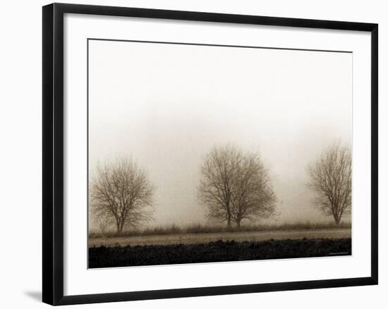 Trees-Monika Brand-Framed Photographic Print