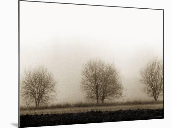 Trees-Monika Brand-Mounted Photographic Print