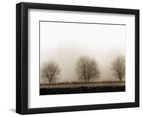 Trees-Monika Brand-Framed Photographic Print