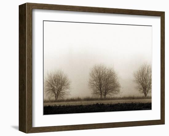 Trees-Monika Brand-Framed Photographic Print