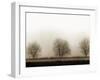 Trees-Monika Brand-Framed Photographic Print