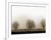 Trees-Monika Brand-Framed Photographic Print