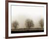 Trees-Monika Brand-Framed Photographic Print