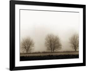 Trees-Monika Brand-Framed Photographic Print