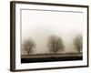 Trees-Monika Brand-Framed Premium Photographic Print