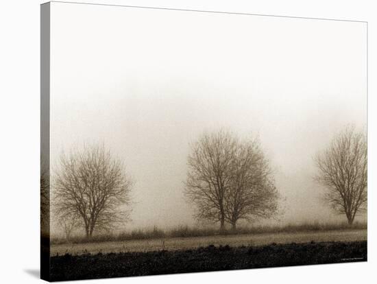 Trees-Monika Brand-Stretched Canvas