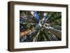 Trees-fussellino-Framed Photographic Print