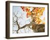 Trees-null-Framed Photographic Print