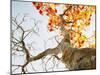 Trees-null-Mounted Photographic Print