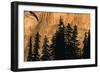 Trees-null-Framed Photographic Print