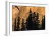 Trees-null-Framed Photographic Print