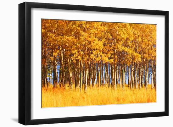 Trees-null-Framed Photographic Print