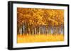 Trees-null-Framed Photographic Print
