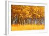 Trees-null-Framed Photographic Print