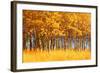 Trees-null-Framed Photographic Print