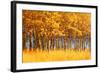 Trees-null-Framed Photographic Print