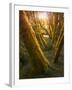 Trees-Moises Levy-Framed Photographic Print