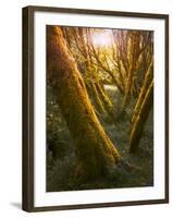 Trees-Moises Levy-Framed Photographic Print