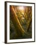 Trees-Moises Levy-Framed Photographic Print