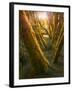 Trees-Moises Levy-Framed Photographic Print