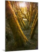 Trees-Moises Levy-Mounted Photographic Print