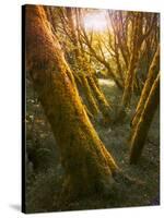 Trees-Moises Levy-Stretched Canvas