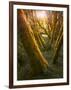 Trees-Moises Levy-Framed Photographic Print