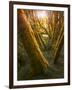 Trees-Moises Levy-Framed Photographic Print